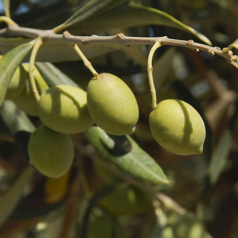 Olio extravergine di oliva biologico proprietà